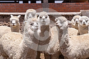 Alpaca in Peru Highlands Andes Mountains