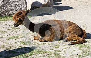 Alpaca pet calloused camels South America