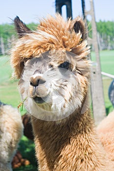 Alpaca portrait