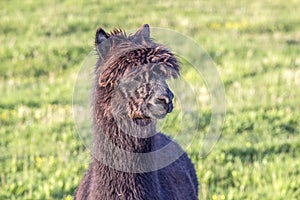 Alpaca portrait