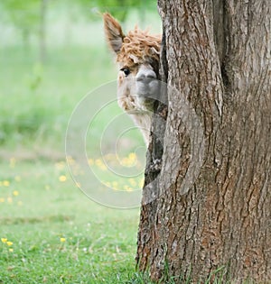 Alpaca portrait photo