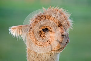 Alpaca Portrait photo