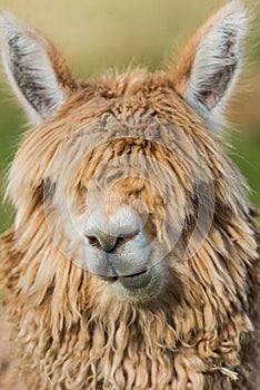 Alpaca portrait peruvian Andes Cuzco Peru