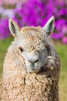 Alpaca portrait peruvian Andes Cuzco Peru