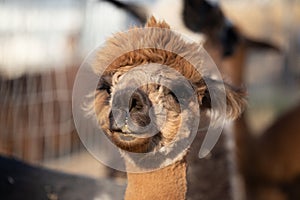 Alpaca portraits: sweet, funny face collection for animal lovers