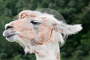 Alpaca Profile