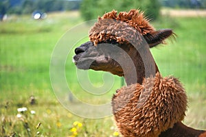 Alpaca with pronounced hairstyle stands in field