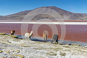 Alpaca`s by the Laguna Colorada, Bolivia