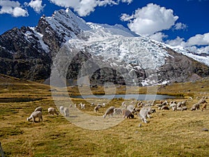 Alpaca`s in the peruvian andes