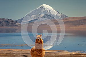 Alpaca`s Vicugna pacos grazing on the shore of Lake Chungara at the base of Sajama volcano, in the northern Chile