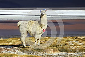 Alpaca in Salar de Uyuni, Bolivia desert