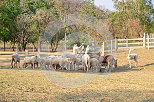 Alpaca,sheep,donkey standing wainting food in farm photo