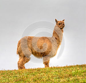 Alpaca hairy brown coat ligtht background photo