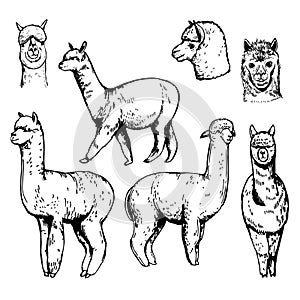 Alpaca. Sketch  illustration