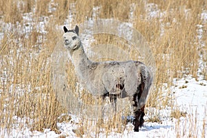 Alpaca in Snow