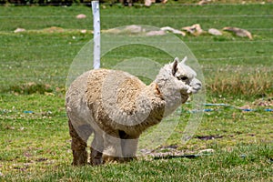 Alpaca in South America, Peru