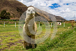 Alpaca in South America, Peru