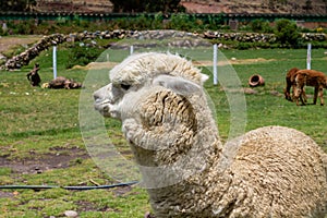 Alpaca in South America, Peru