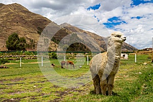 Alpaca in South America, Peru