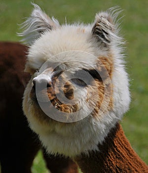 Alpaca is a South American camelid.