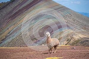 An Alpaca standing on the edge of a mountain and watching the Palccoyo mountains in Peru photo