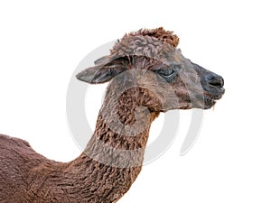 Alpaca with thick brown hair isolated on white background.