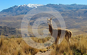 Alpaca on mountain top