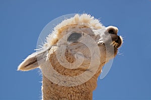 Alpaca (Vicugna pacos)