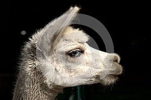 Alpaca Vicugna pacos