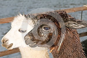 Alpaca, Vicugna pacos