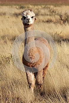 Alpaca (Vicugna pacos)