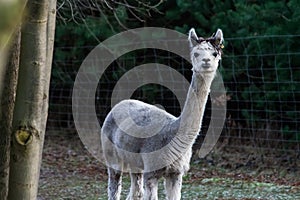 Alpaca (Vicugna pacos)