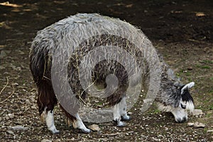 Alpaca Vicugna pacos