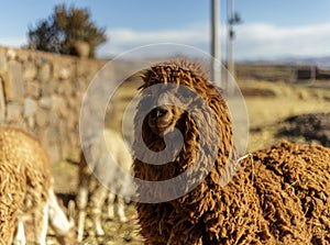 L'animale Peruviano onda animali e piante 