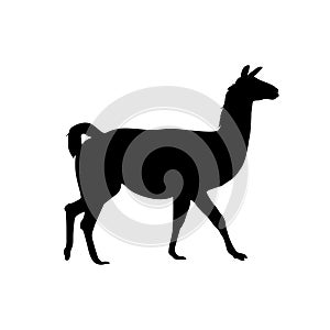 Alpaca vicuna, llama vector silhouette