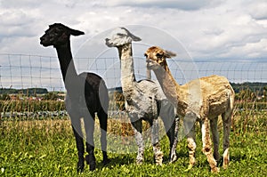 Alpaca, Vicuna pacos photo