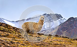 Alpaca at Vinicunca rainbow mountain in Peru photo