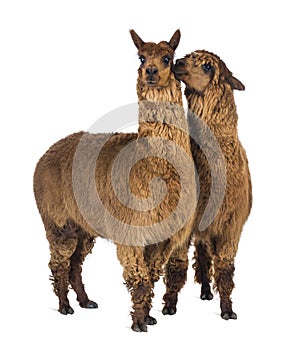 Alpaca whispering at another Alpaca`s ear against white background