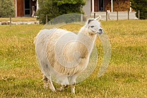 Alpaca white colour on green grass