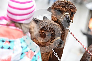 Alpaca at Wolfgangseer Advent near Lake Wolfgangsee - Sankt Wolfgang Gmunden District, Salzkammergut, Upper Austria, Austria