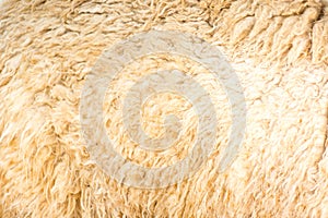 alpaca wool background