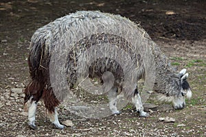 Alpaca (Vicugna pacos). photo