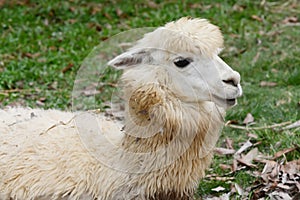 Alpaca in zoo on background