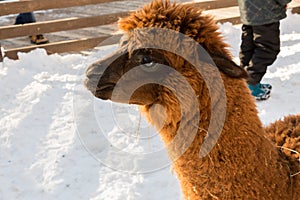 Alpaca at the zoo. Red hair. Winter day. Vicugna pacos