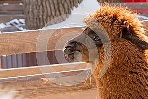 Alpaca at the zoo. Red hair. Winter day. Vicugna pacos