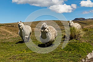 Alpacas