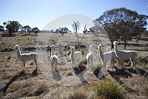 Alpacas