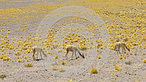 Alpacas in the Andean highlands