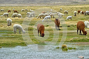 Alpacas cattle eating in their natural state photo