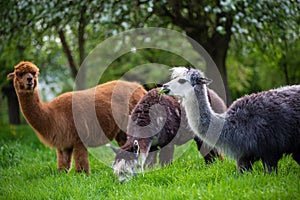 Alpacas while eating grass photo